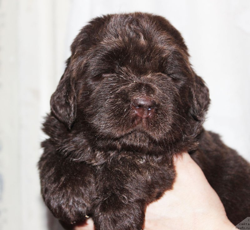 Фотография № 182401