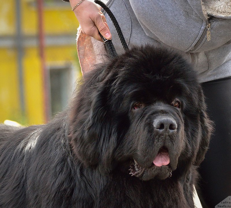Фото: ньюфаундленд Бегущая по Волнам Шаолинь (Beguschaya po Volnam Shaolin)
