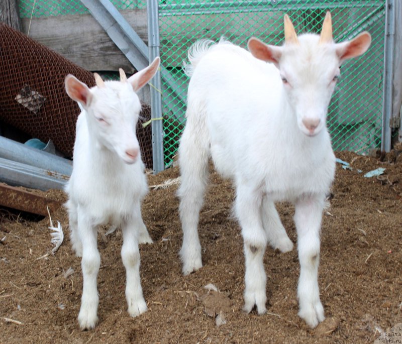 Фотография № 182407