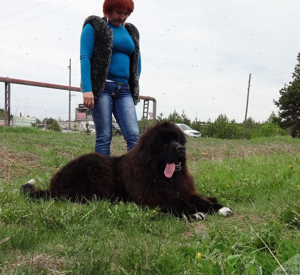 Фото: ньюфаундленд Ньюфорт Азет Абайя