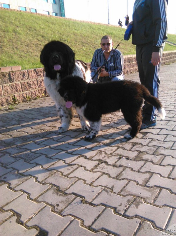 Фото: ньюфаундленд Еверия от Сибирского Медведя