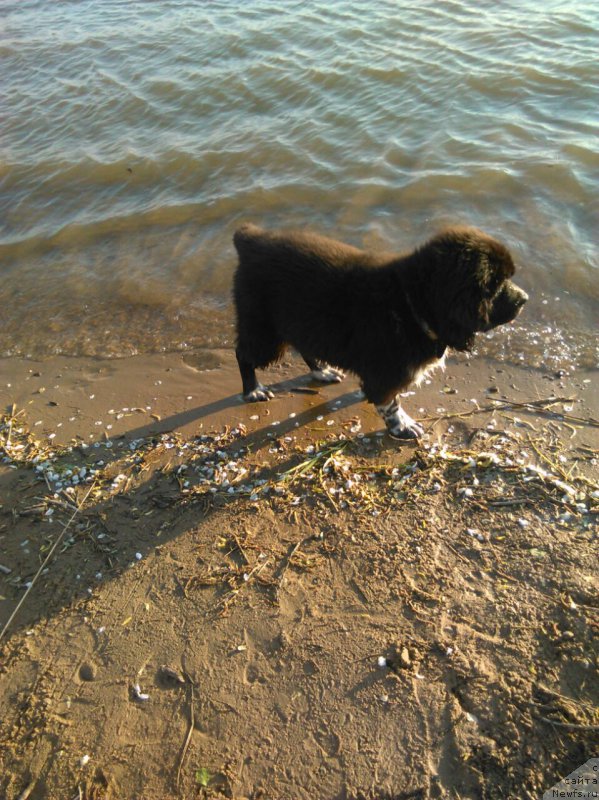 Фото: ньюфаундленд Еверия от Сибирского Медведя