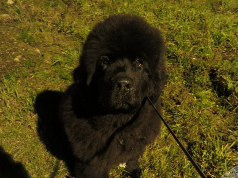 Фото: ньюфаундленд Акватория Келвин Ю Мэйк Май Дрим