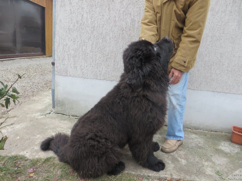 Фото: ньюфаундленд Акватория Келвин Ю Мэйк Май Дрим