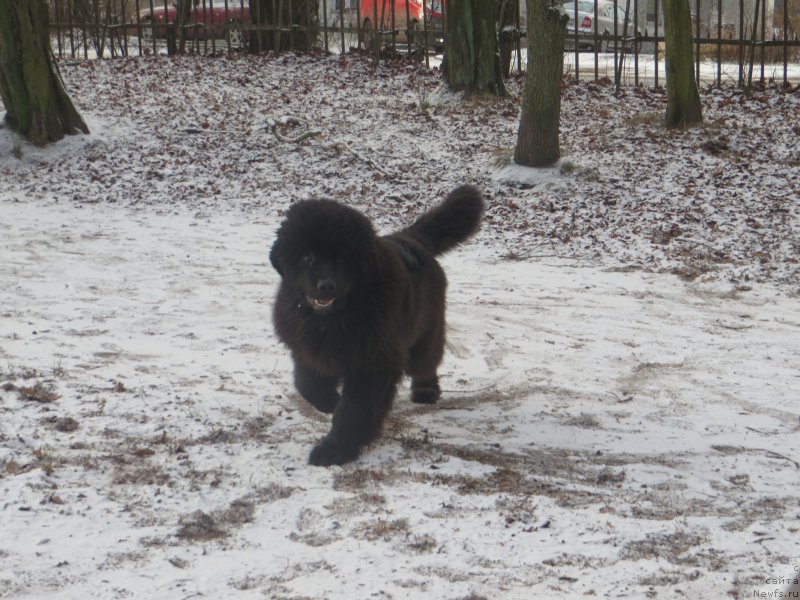 Фото: ньюфаундленд Акватория Келвин Ю Мэйк Май Дрим