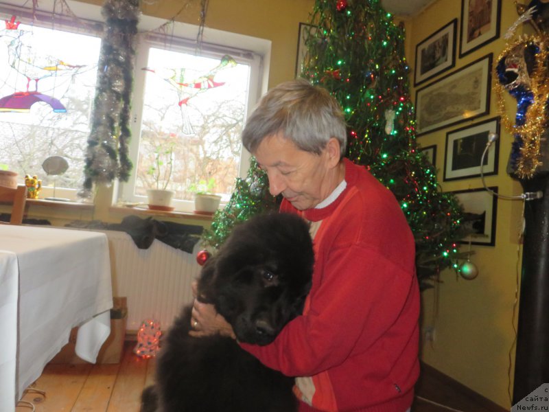 Фото: ньюфаундленд Акватория Келвин Ю Мэйк Май Дрим