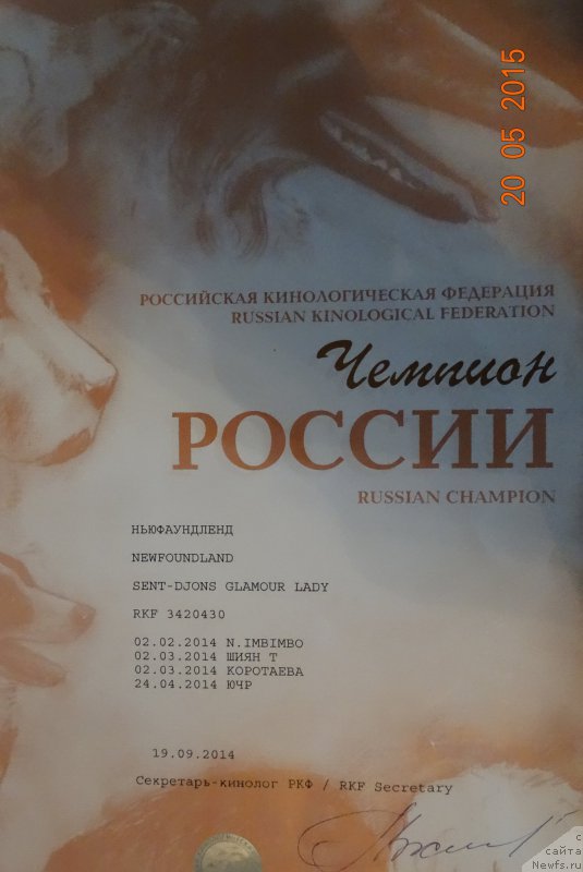 Фото: ньюфаундленд Сент Джонс Гламур Леди (Sent Djons Glamour Lady)