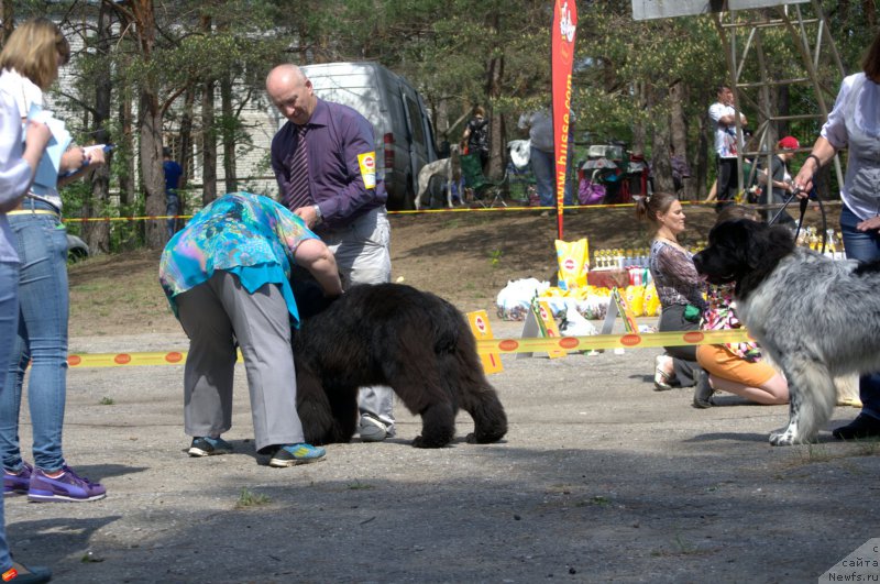 Фото: ньюфаундленд Многоликая Богиня Манифик (Mnogolikaya Boginya Manifik)