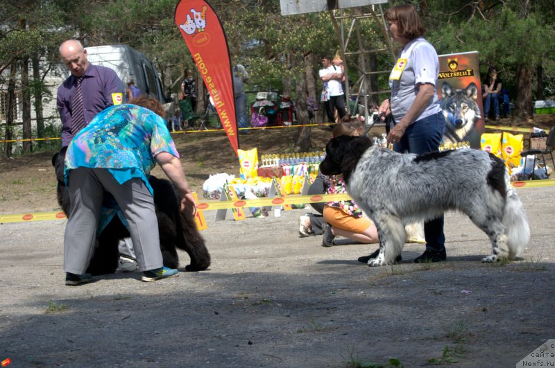 Фото: ньюфаундленд Многоликая Богиня Манифик (Mnogolikaya Boginya Manifik)