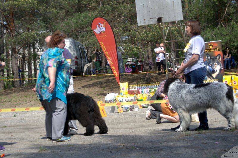 Фото: ньюфаундленд Многоликая Богиня Манифик (Mnogolikaya Boginya Manifik), ньюфаундленд Сказочная Кроха Шарман