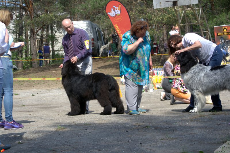 Фото: ньюфаундленд Многоликая Богиня Манифик (Mnogolikaya Boginya Manifik), ньюфаундленд Сказочная Кроха Шарман