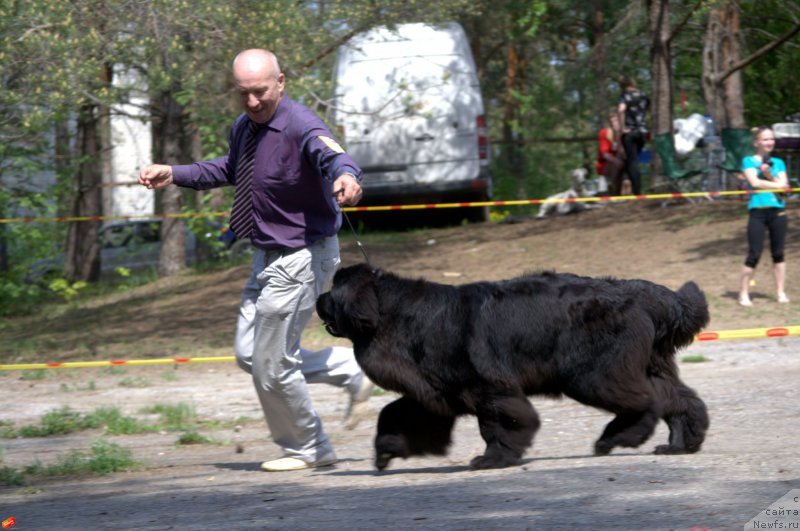 Фото: ньюфаундленд Многоликая Богиня Манифик (Mnogolikaya Boginya Manifik), Алексей Вотчал