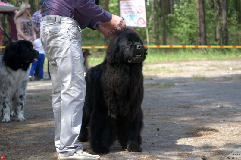 Фото: ньюфаундленд Многоликая Богиня Манифик (Mnogolikaya Boginya Manifik)
