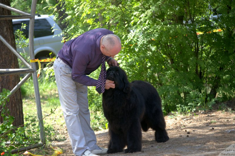Фото: ньюфаундленд Многоликая Богиня Манифик (Mnogolikaya Boginya Manifik), Алексей Вотчал