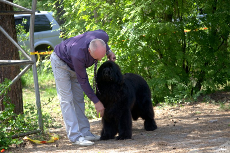 Фото: ньюфаундленд Многоликая Богиня Манифик (Mnogolikaya Boginya Manifik)