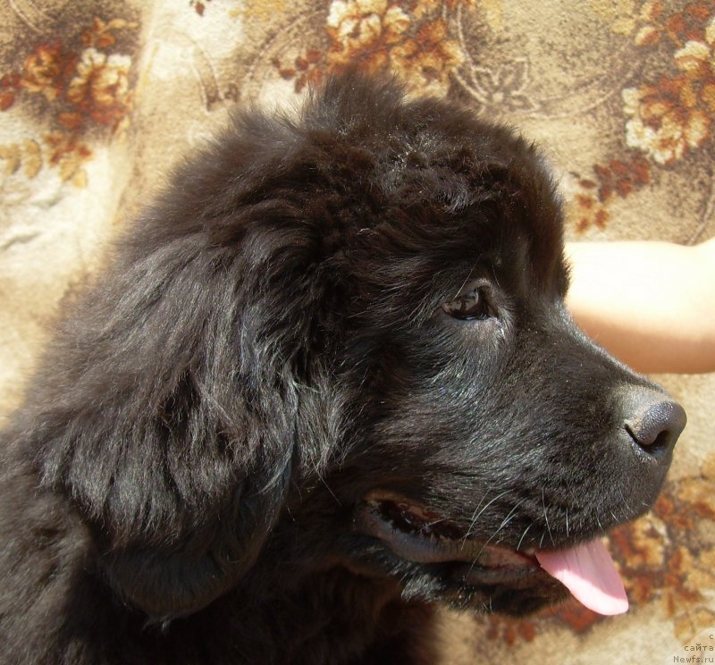 Фото: ньюфаундленд Velyke Malyatko Zhytteva Mudrist'