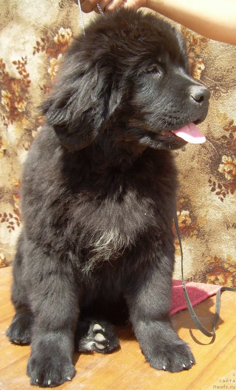 Фото: ньюфаундленд Velyke Malyatko Zhytteva Mudrist'