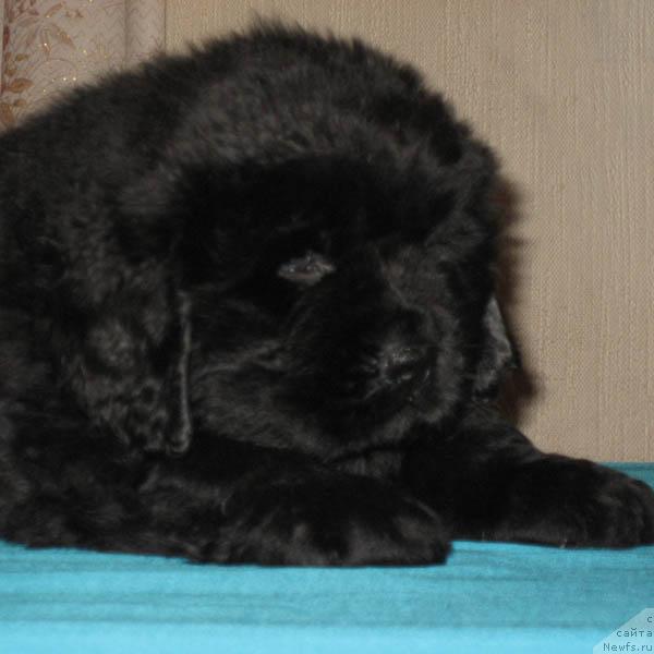 Фото: ньюфаундленд Идеальный Парень с Берега Дона