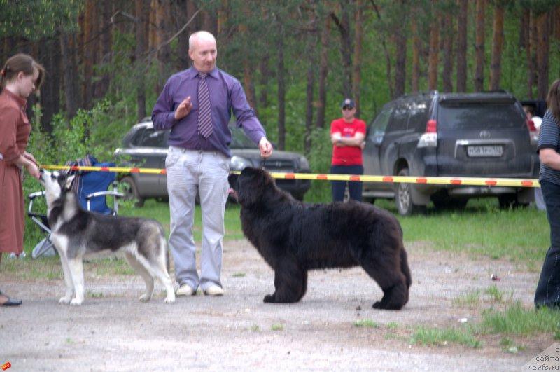 Фото: ньюфаундленд Многоликая Богиня Манифик (Mnogolikaya Boginya Manifik), Алексей Вотчал