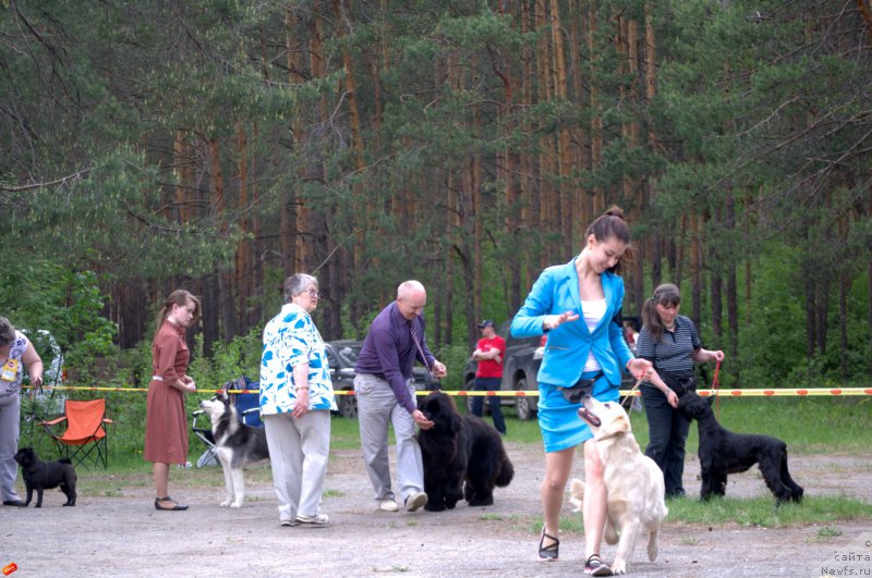 Фото: ньюфаундленд Многоликая Богиня Манифик (Mnogolikaya Boginya Manifik)