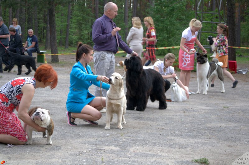 Фото: ньюфаундленд Многоликая Богиня Манифик (Mnogolikaya Boginya Manifik)