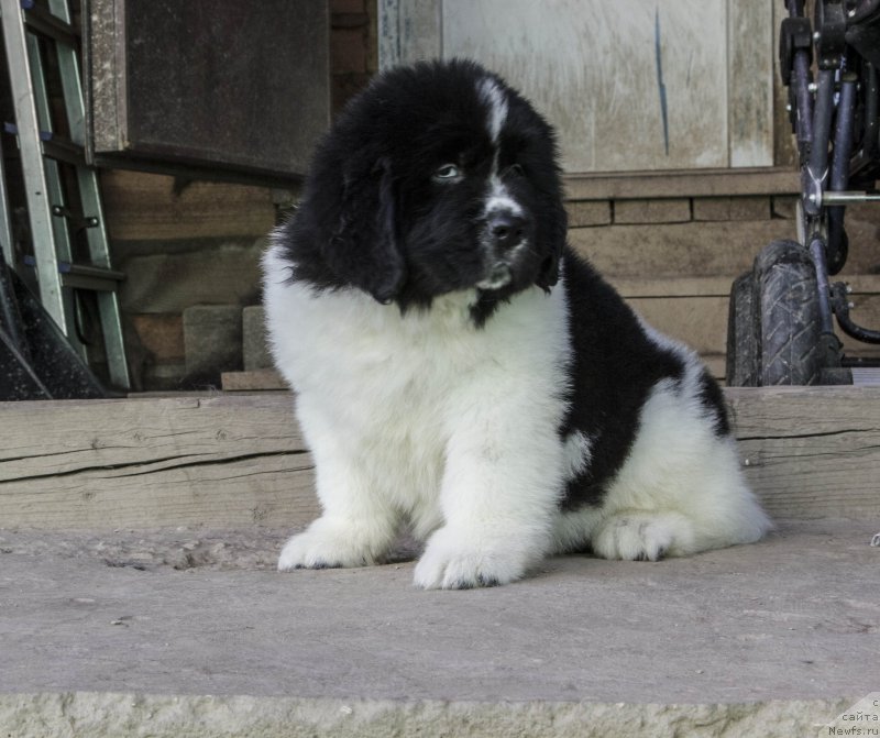 Фото: Дарлингтон фром Рашн Беар