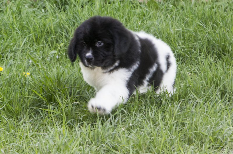 Фото: Дар Богов фром Рашн Беар