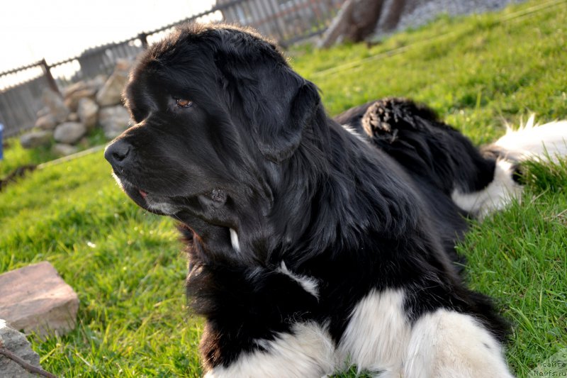 Фото: ньюфаундленд Фиаметтахауз Принцесс Бьюти