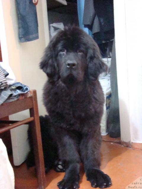 Фото: Багира