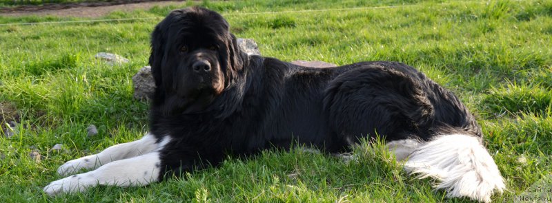 Фото: ньюфаундленд Фиаметтахауз Принцесс Бьюти