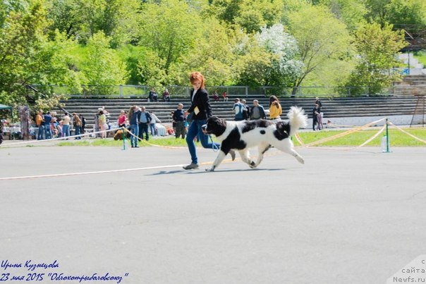 Фото: ньюфаундленд Маг Исполин Оби-Ван Кеноби
