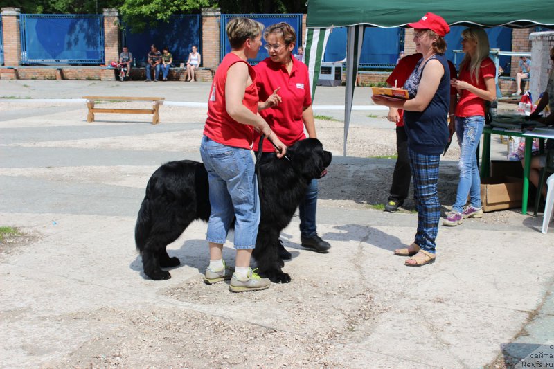 Фото: ньюфаундленд Браунблад МСК Хелфи Бэст Армани (Brownblood MSK Helfi Best Armani), Екатерина Кузнецова