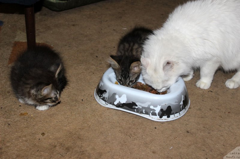 Фотография № 182590