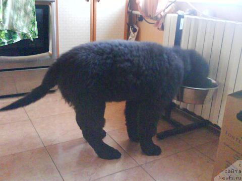 Фото: ньюфаундленд Эксклюзив от Ундины