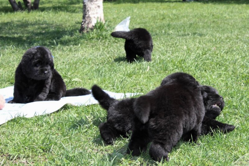 Фото: щенки от Тая и Джесс