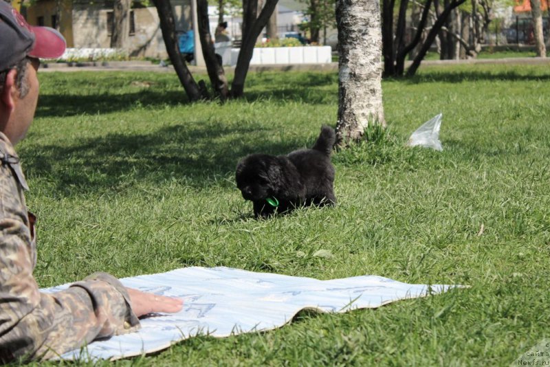 Фото: ньюфаундленд Аристократическая Штучка