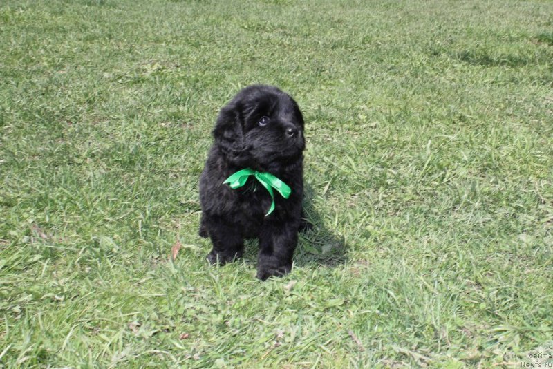 Фото: ньюфаундленд Аристократическая Штучка