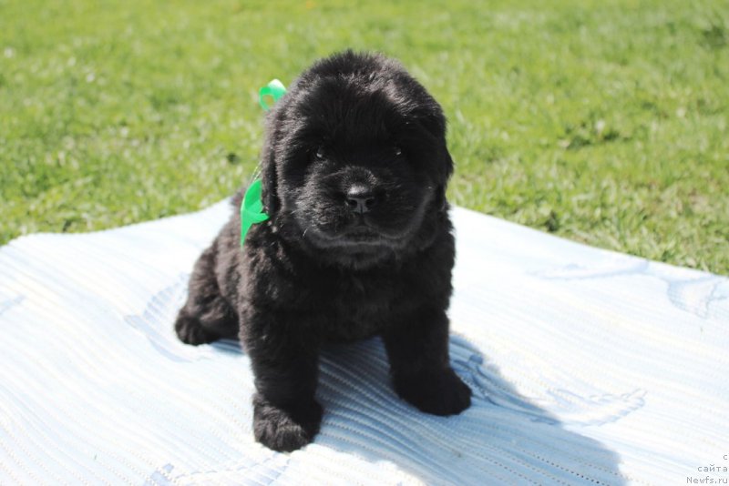 Фото: ньюфаундленд Аристократическая Штучка