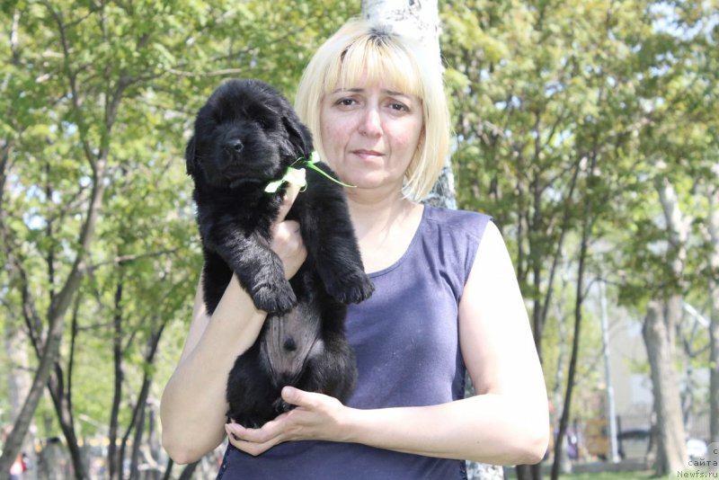 Фото: ньюфаундленд Альтер Эго