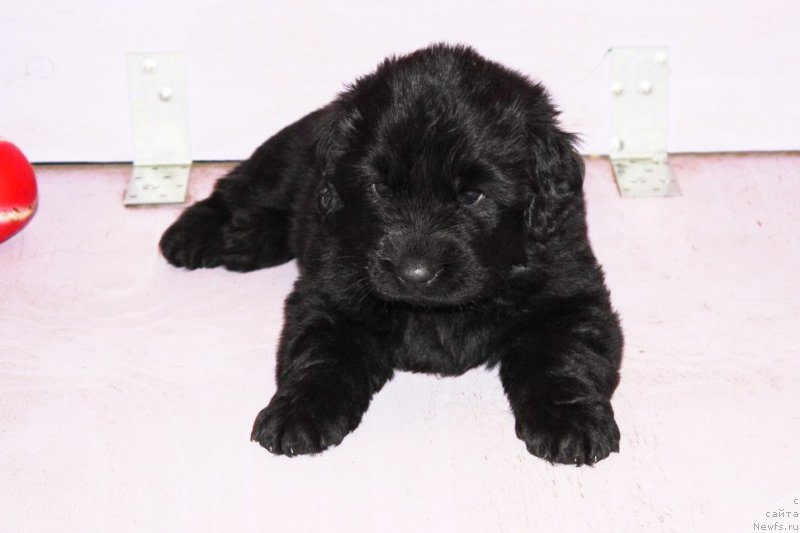 Фото: ньюфаундленд Арт Деко Особый Шик