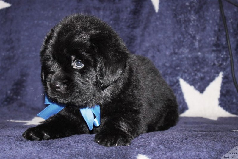 Фото: ньюфаундленд Арт Деко Особый Шик