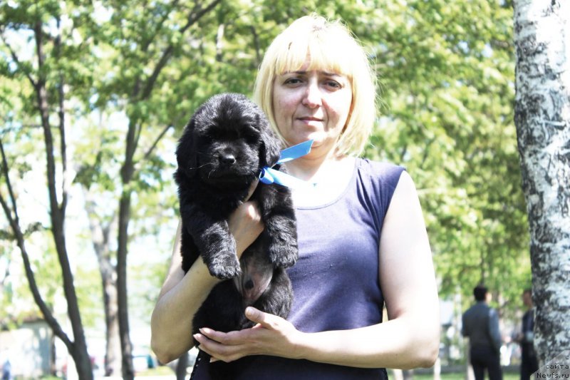 Фото: ньюфаундленд Арт Деко Особый Шик