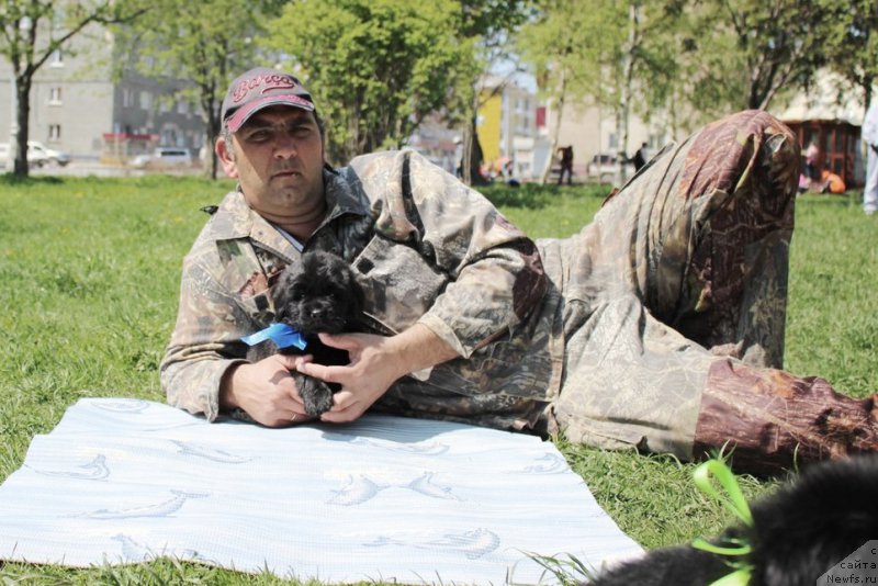 Фото: ньюфаундленд Арт Деко Особый Шик