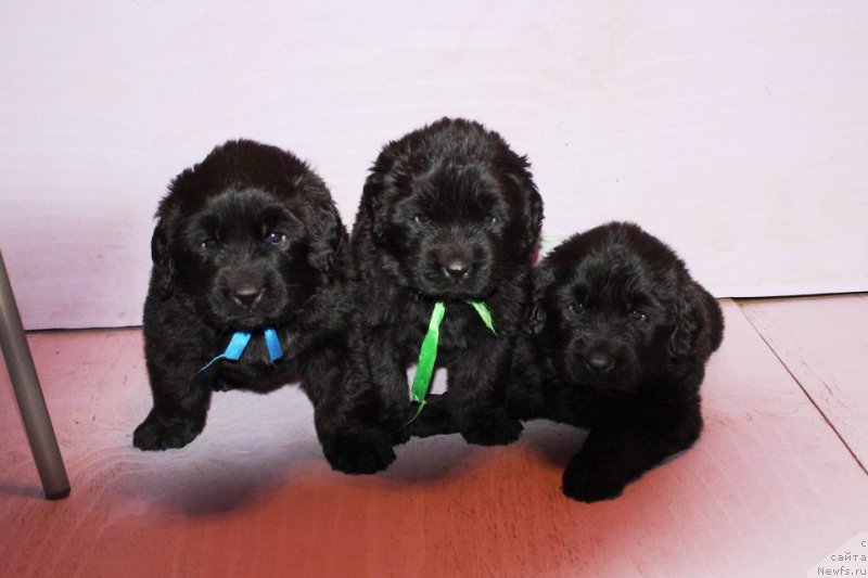 Фото: ньюфаундленд Арт Деко Особый Шик, ньюфаундленд Аристократическая Штучка, ньюфаундленд Альтер Эго