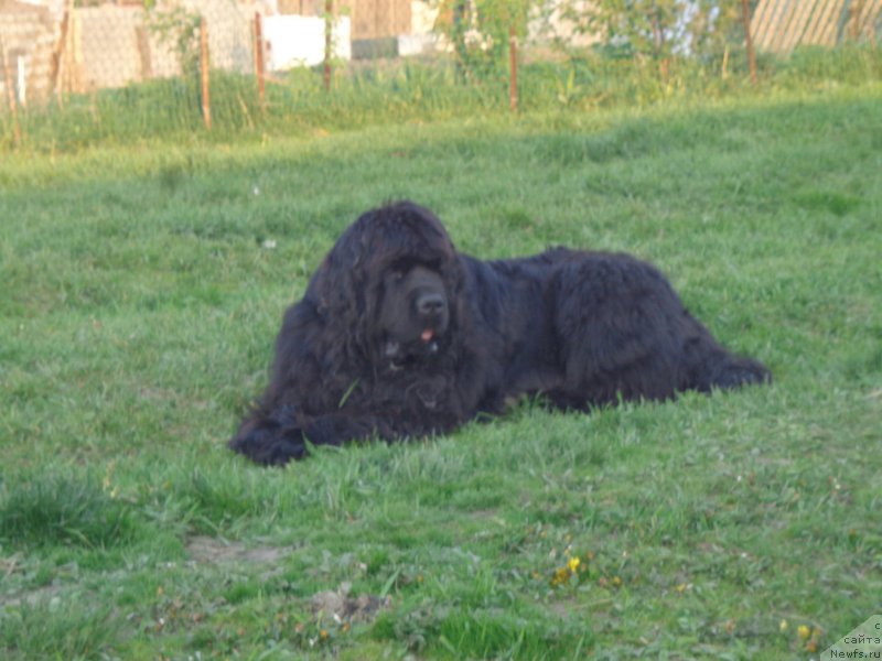 Фото: ньюфаундленд Супер Премиум Нао Дел Трато