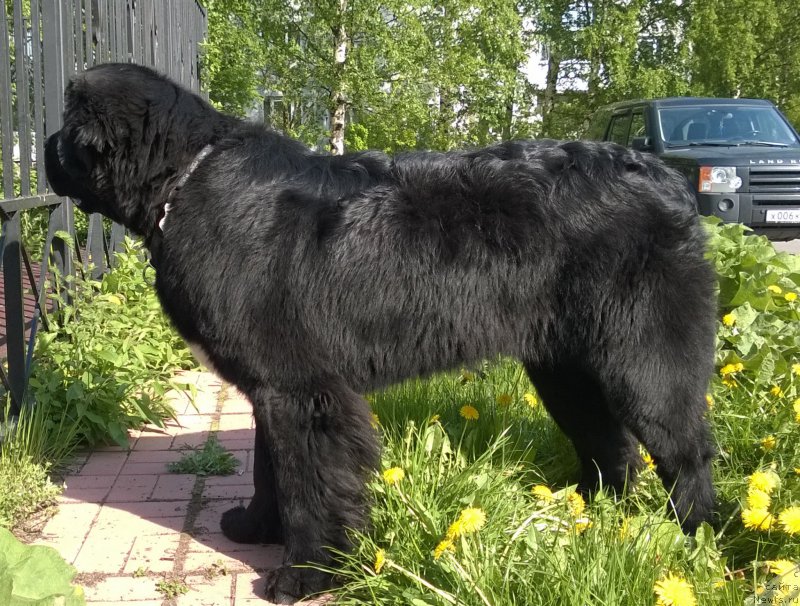 Фотография № 182665