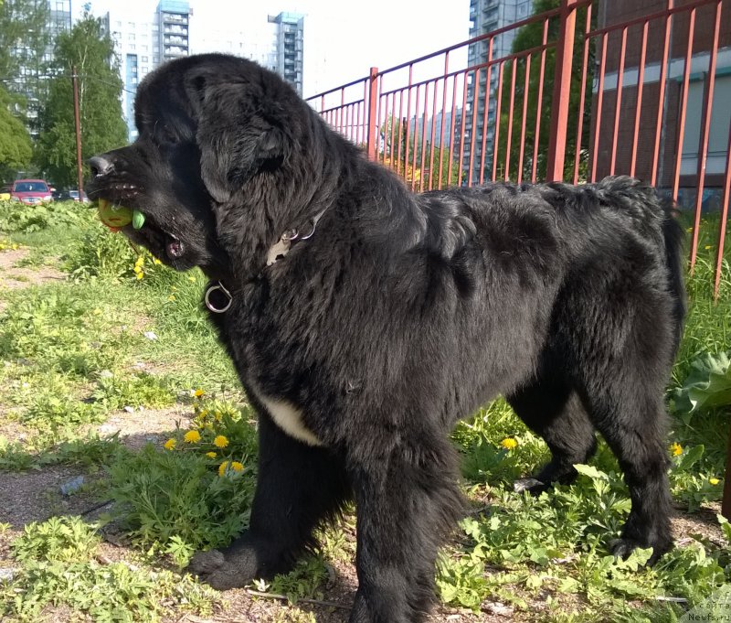 Фото: ньюфаундленд Бегущая по Волнам Чарт Топпер (Beguschaya po Volnam Сhart Topper)