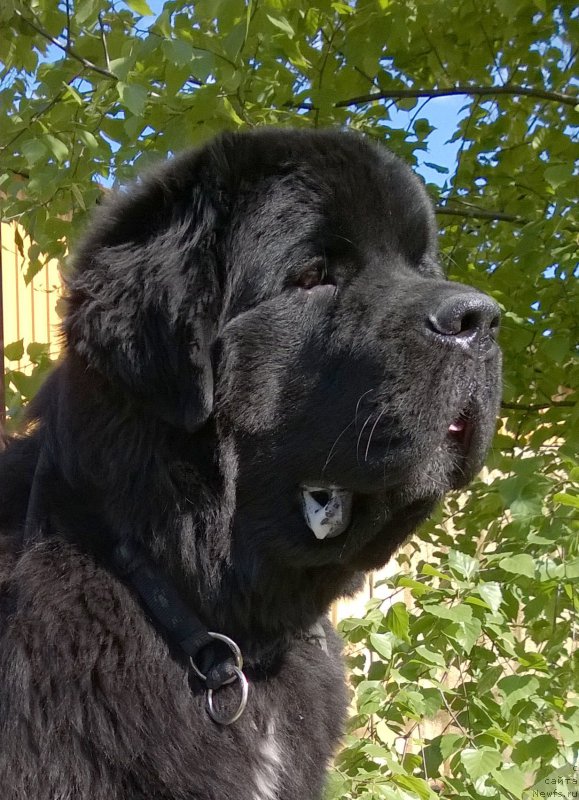 Фото: ньюфаундленд Бегущая по Волнам Чарт Топпер (Beguschaya po Volnam Сhart Topper)