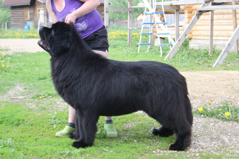 Фото: ньюфаундленд Матвей с Берега Дона (Matvey s Berega Dona)