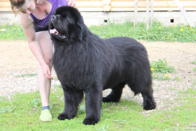 Фото: ньюфаундленд Матвей с Берега Дона (Matvey s Berega Dona)